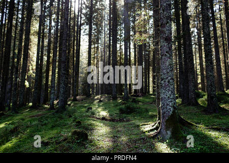 Dusk light shines through the mist in pine tree woodland Stock Photo