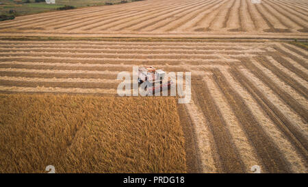 Harvester working in field and mows soybean. Ukraine. Aerial view. Stock Photo