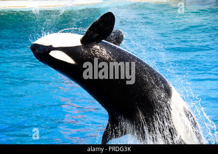 A killer whale jumping out of the water Stock Photo - Alamy