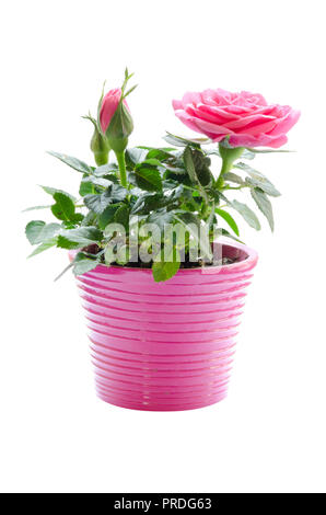 Beautiful pink Rose (Rosaceae) isolated on a white background, lying ...