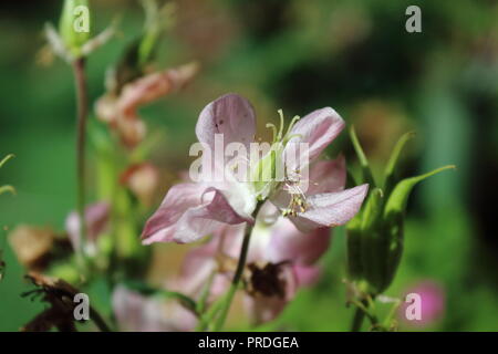 Dog Rose (Rosa canina) Climbing rose 3rd June 2018 Stock Photo