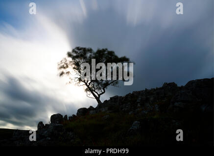 Hawthorn tree standing on hillside silhouetted against a dramatic sky on a windy day Stock Photo