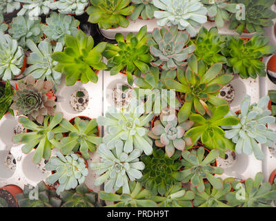 Different small purple and green echeveria succulents ( crassulaceae) aligned next to each other in a white loading tray Stock Photo