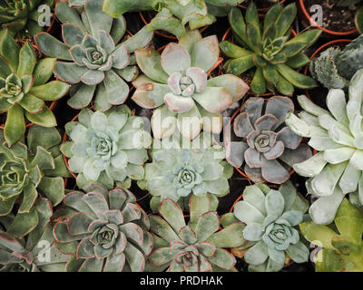 Different small purple and green echeveria succulents ( crassulaceae) aligned next to each other Stock Photo