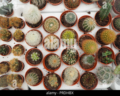 Assortment of different small cactus plants in plastic pots on a white loading tray Stock Photo