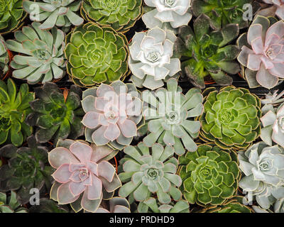 Different small purple and green echeveria succulents ( crassulaceae) aligned next to each other Stock Photo