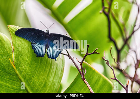Papilio memnon, aka great Mormon is a tropical butterfly. Here shown while standing on a leaf Stock Photo