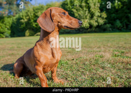 beautiful sausage dog sitting on the grass