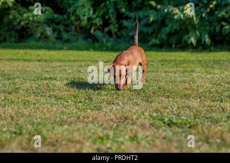 beautiful sausage dog sniffing the grass Stock Photo