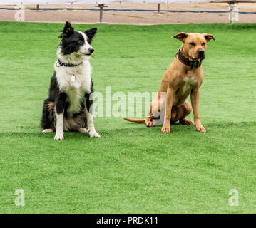 two dogs border collie and American pit bull terrier sit on a green lawn Stock Photo