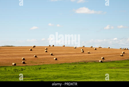 Large round straw bales in field ready to be collected and stored on farm for winter. Stock Photo