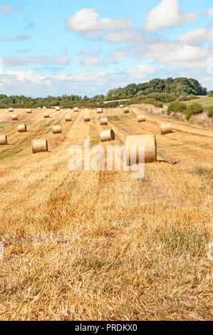 Large round straw bales in field ready to be collected and stored on farm for winter. Stock Photo