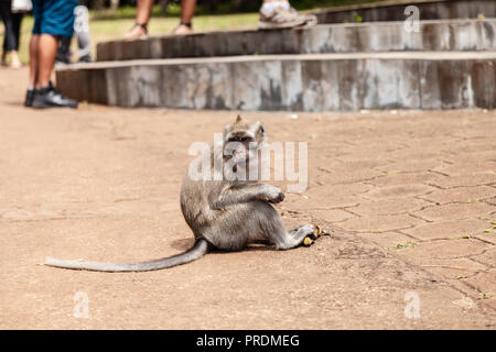 Macaque Monkeys at the Black River Gorges viewing point, Mauritius Stock Photo