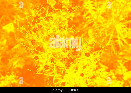 Neon silhouette of small flowers on a orange & yellow background. The light orange & brown flowers. Beautiful neon orange flowers against yellow backg Stock Photo