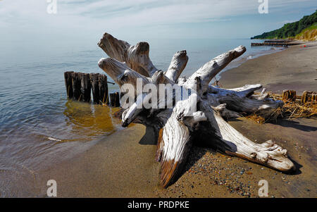 Driftwood with Green Trees and Ruins of Old Pier in the Background. Old stump with Shadows, Wet Pebbles and Sand a on the Michigan Lake, Michigan Stock Photo