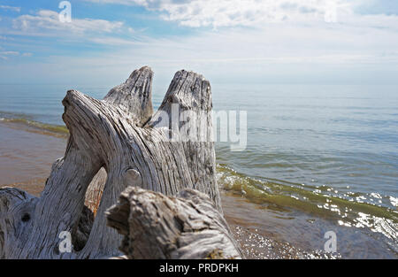 Lake Michigan behind driftwood close-up. White Drifting Stump closeup on the Beach in the background of a water of the Big Lake. Stock Photo
