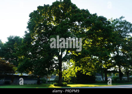 Sunlight through the branches of a large tree in the yard. Green Tree in Focus on the Background Blur Villege Houses of a Small Town. Frankfort City S Stock Photo