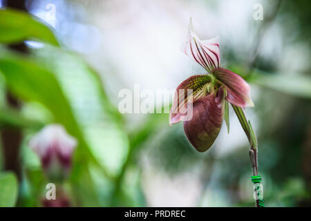 Flowers: Lady's slipper, lady slipper or slipper orchid Paphiopedilum, Callus Paphiopedilum. The slipper-shaped lip of the flower serves as a trap for Stock Photo