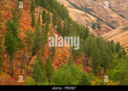 Canyon view from Rattlesnake Grade, Wallowa County, Oregon Stock Photo