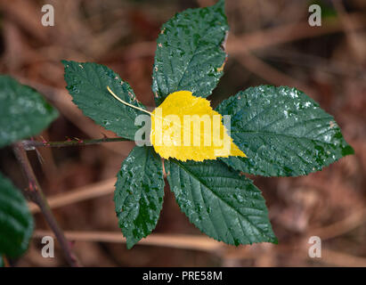 Paris, France. 02nd Oct, 2018. A yellow leaf of a birch tree lies in a forest on the wet, green leaf of a blackberry bush. Credit: Patrick Pleul/dpa-Zentralbild/dpa/Alamy Live News Stock Photo