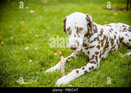 Sweet cute labrador dog puppy lying on a green meadow and chewing on a branch stick.Dalmatian walking outdoor. Cute dog has fun in garden, playing on lawn.Copy space Stock Photo
