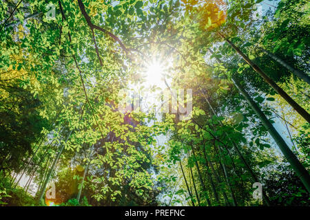 Sun Shining Through Canopy Of Trees Bamboo Woods. Sunlight In Tropical Forest, Summer Nature. Upper Branches Of Different Deciduous Trees. Stock Photo