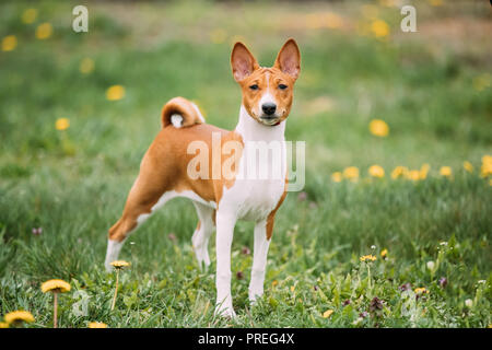 Basenji Kongo Terrier Dog. The Basenji Is A Breed Of Hunting Dog. It Was Bred From Stock That Originated In Central Africa. Stock Photo