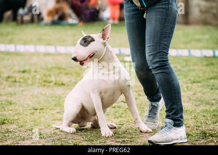 White English Bull Terrier Bullterrier Standing Near Woman Feet In Green Grass. Stock Photo