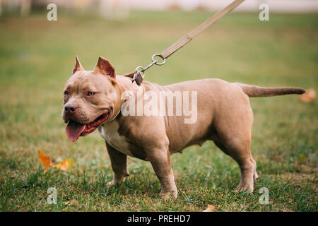 American Bulldog Dog Outdoors On Green Grass. Stock Photo