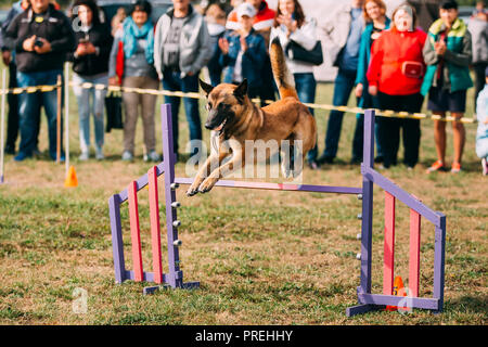 malinois agility training