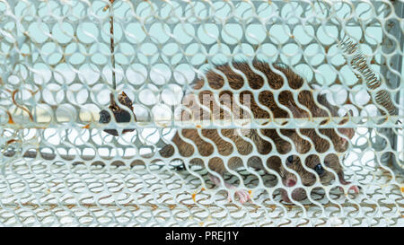 A house rat caught in a rat live trap. Stock Photo