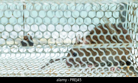 A house rat caught in a rat live trap. Stock Photo