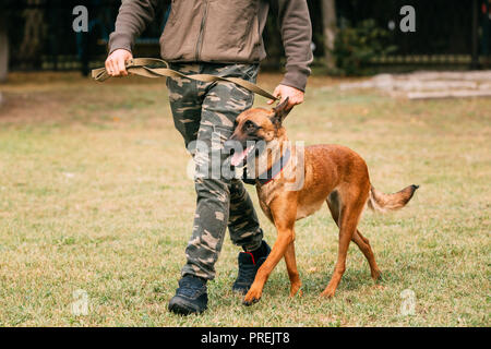 Man Walking With A Malinois Dog In Training In Summer Day. Belgian Sheepdog Or Shepherd, Belgium, Chien De Berger Belge Dog Stock Photo