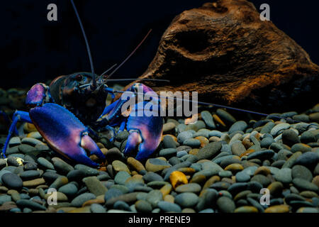 crayfish Cherax in the aquarium Stock Photo