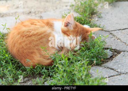 Little ginger kitty is sleeping in islet of grass on a stone patio Stock Photo