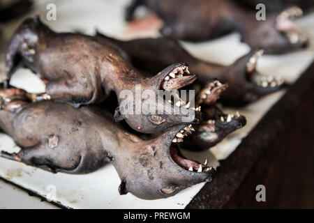Dead flying fox (fruit bats) for sale at Tomohon market in Sulawesi, Indonesia Stock Photo