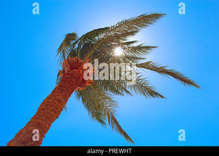 Sun rays make their way through branches of palm tree. Travel concept. Tropical recreation. Vacations in tropics. Lifestyle concept. High date tree. A Stock Photo
