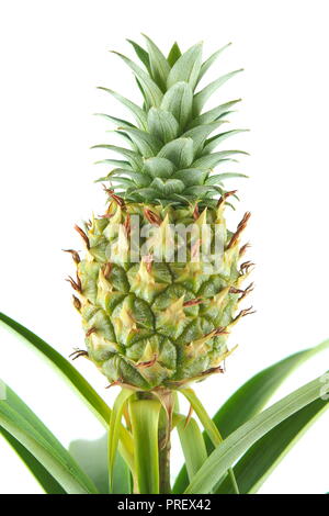 fresh pineapple fruit on a pineapple plant (Ananas comosus) in closeup view Stock Photo