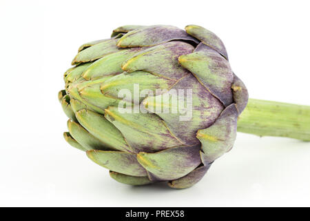 composition of fresh globe artichoke isolated on white background with copy space Stock Photo