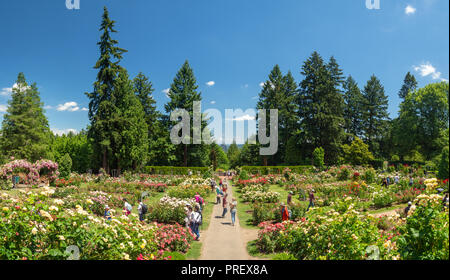 Portland, Oregon, USA : International Rose Test Garden in Portland Stock Photo