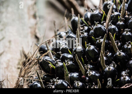 Fresh oil palm fruits, on the tree prior to harvesting Stock Photo