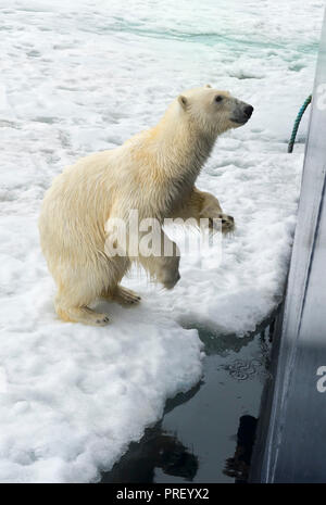 Curious Polar Bear (Ursus maritimus) springing on ship's hull and trying to enter through a porthole, Svalbard Archipelago, Norway Stock Photo