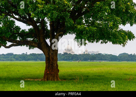 A large oak tree in green field, isolated against white sky background. Stock Photo