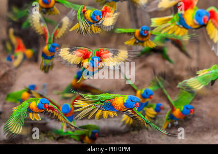 A colourful flock of Australian rainbow lorikeets explode in a confused panic from an outback waterhole. Stock Photo