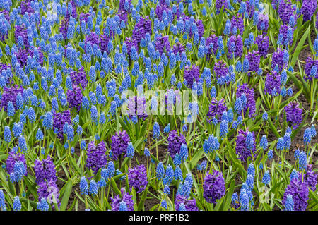 Blue grape and hyacinths blue and green natural background Stock Photo