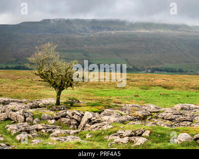 Lone tree on limestone pavement at Sleights Pasture Rocks with Whernside beyond Ribblehead Yorkshire Dales England Stock Photo