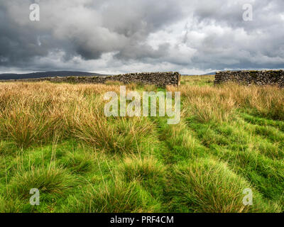 Gate in a dry stone wall in grassland at Gauber High Pasture near Ribblehead Yorkshire Dales England Stock Photo