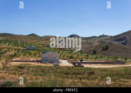Prunus dulcis, Almonds Laid Out To Dry In The Sun, Spain Stock Photo