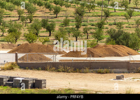 Prunus dulcis, Almonds Laid Out To Dry In The Sun, Spain Stock Photo