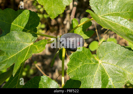 Ficus carica, a Ripe Fig Hanging in the Tree Stock Photo